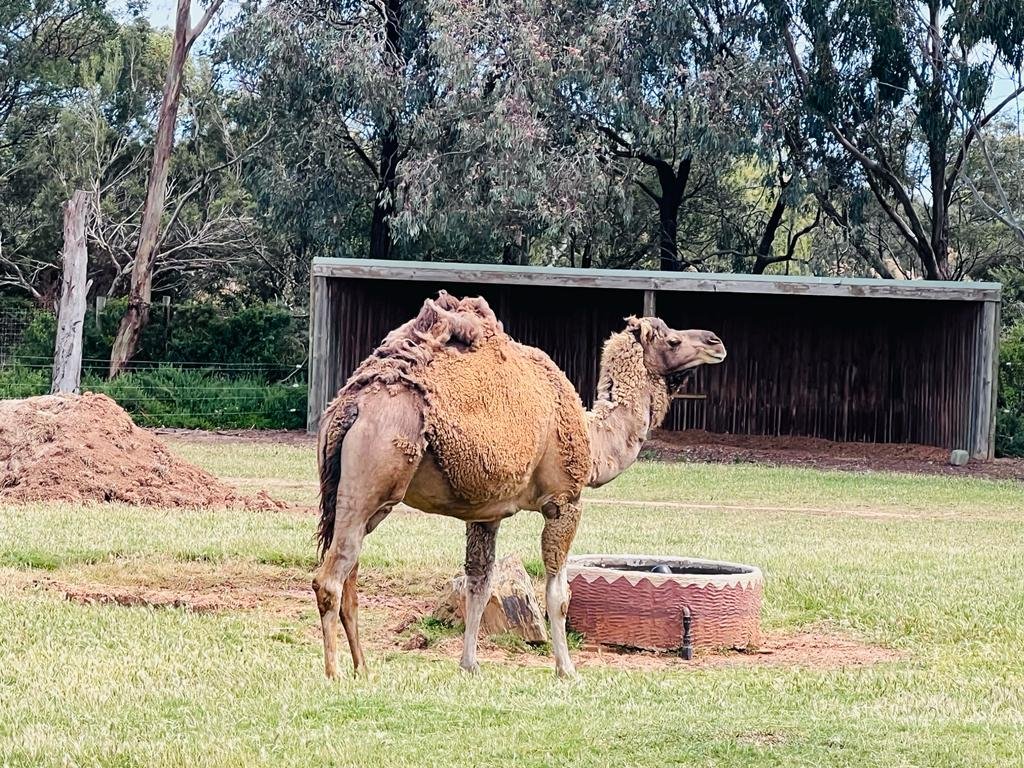 Camel-with-fur
