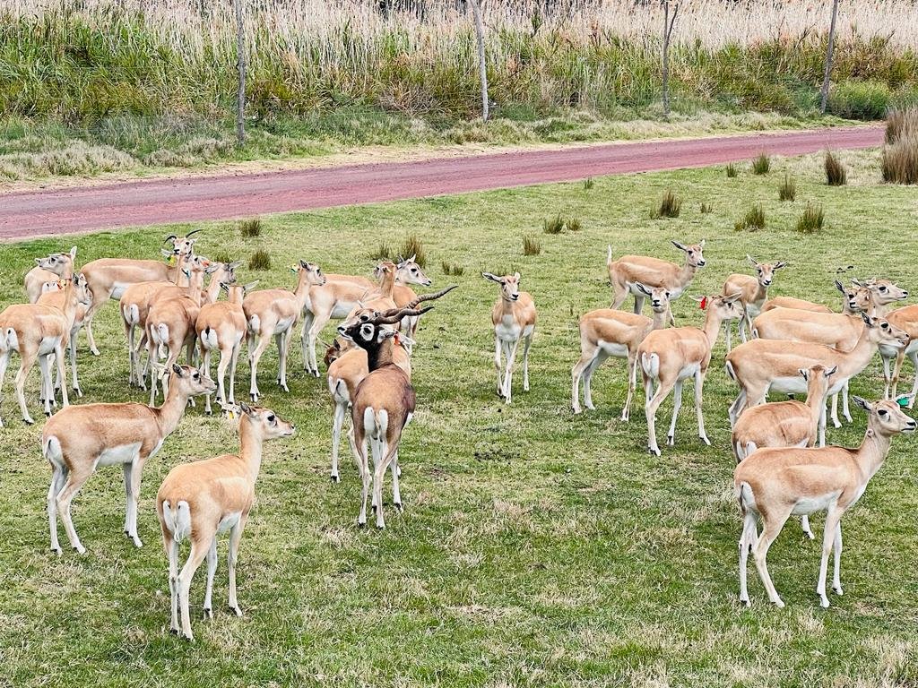 Deers at Werribee Zoo
