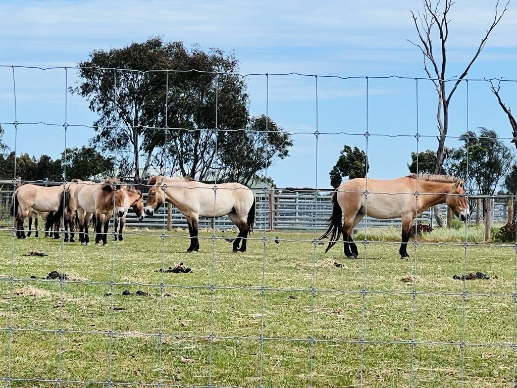 Horses at Werribee Zoo