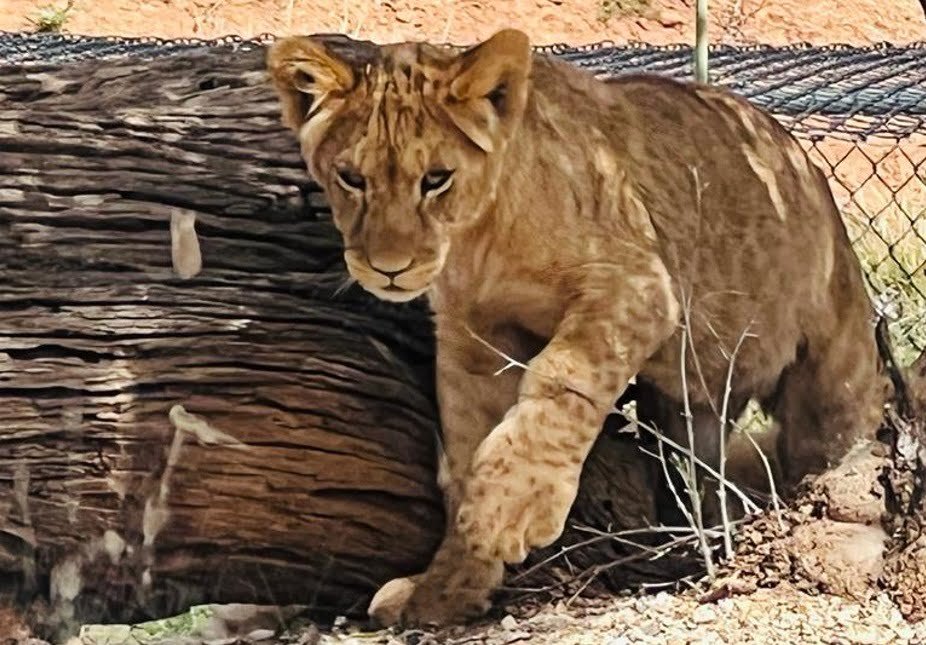 Lion Cub Werribee Zoo