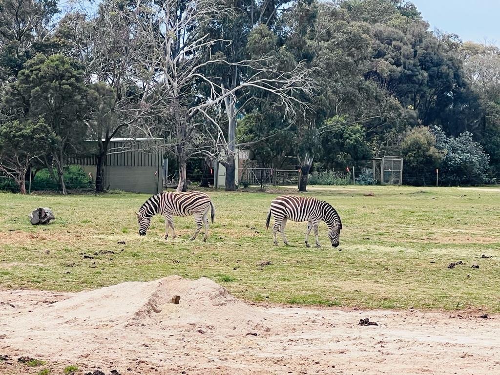 Zebras at Werribee Zoo