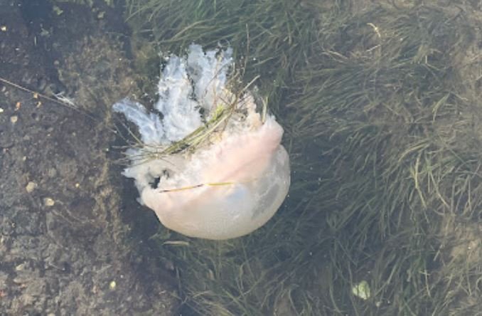 Jellyfish Williamstown Ocean Beach