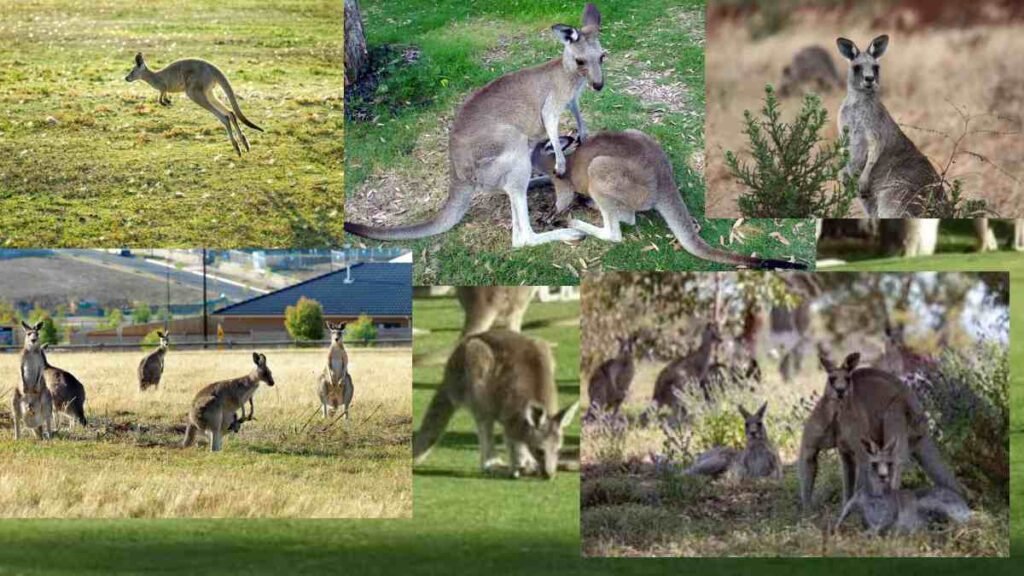 Places_To_See_Kangaroos_Free_Melbourne