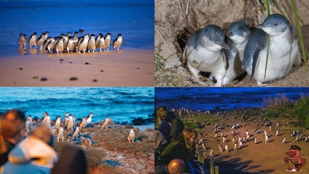 Penguin-Parade-Phillip-Island