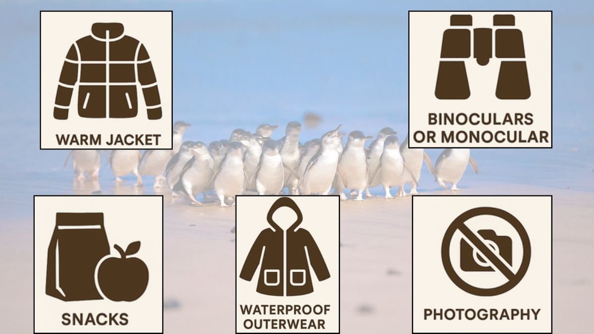What to wear for Penguin Parade Phillip Island including warm jacket and layered clothing