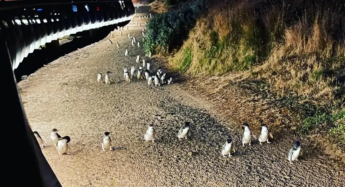 Little penguins walking across Summerlands Beach during the Phillip Island Penguin Parade