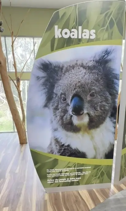 Koala Conservation Reserve boardwalk with koalas in trees Phillip Island